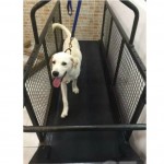 TMD191犬用跑步機